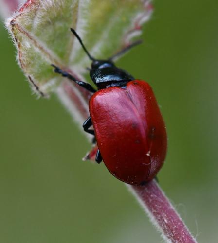 Réf. 324 210 : Chrysomela populi